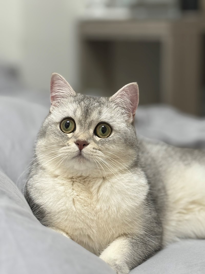 女人知己試用大隊,口碑行銷,部落客行銷,Goodmofamily歸毛家族 寵物肌膚救星組,歸毛家族 寵物肌膚救星,舒敏保濕洗毛乳,護膚噴液,精萃營養霜,博士30年生技專業,給足皮膚營養保護力,無抗生素 無類固醇,神經醯胺,19種綜合胺基酸,榮獲SNQ國家認證,上萬毛爸媽見證,3週幫助皮膚健康,NO.1寵物肌膚口碑霸主,寵物第一護膚領導品牌